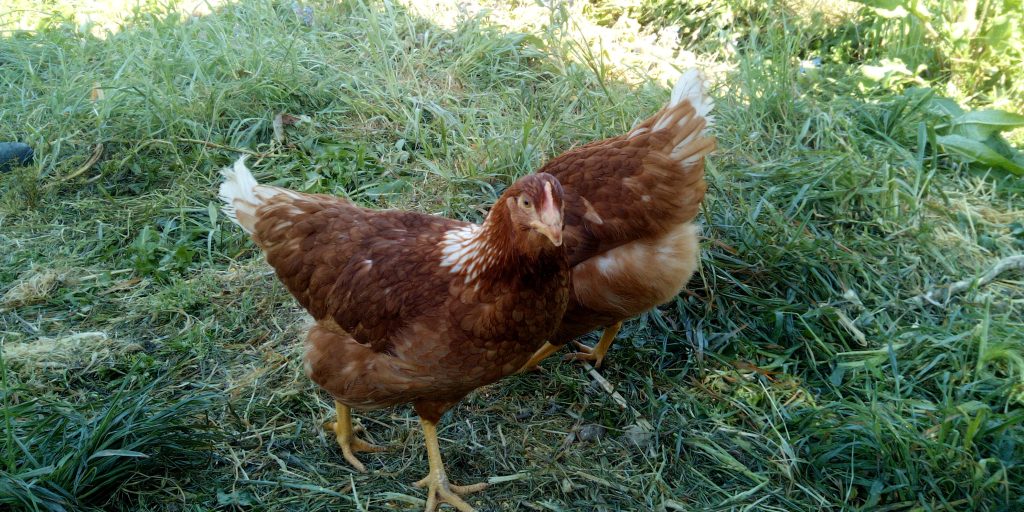 Galline