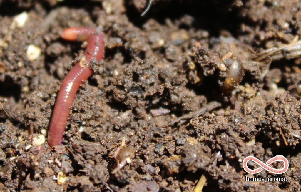 Lombrichi eisenia