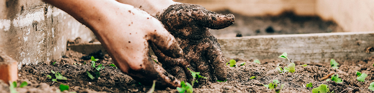 Agroecology for Youth