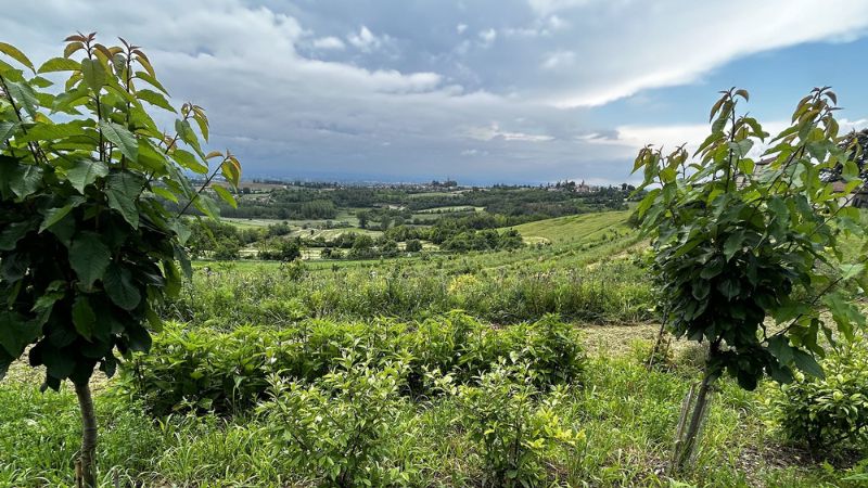 progetto agroforestale villa fortuna
