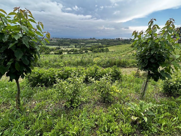 progetto agroforestale villa fortuna