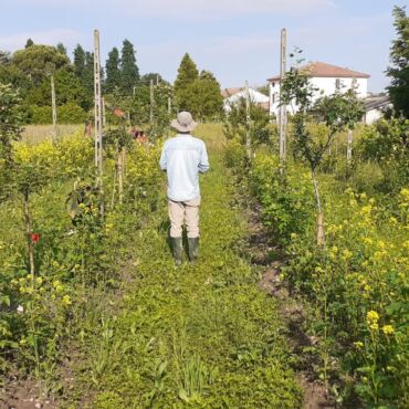 formazione agricoltura organica rigenerativa
