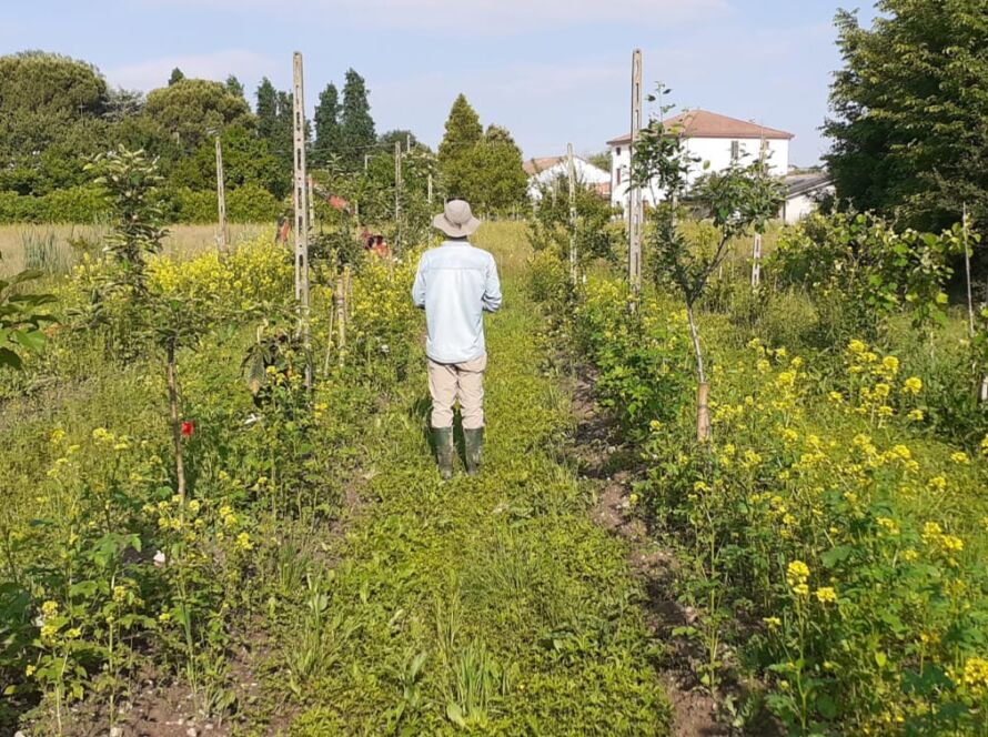 formazione agricoltura organica rigenerativa