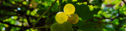 kiwi e vite