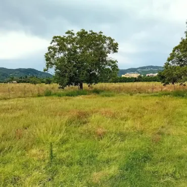 agroforestazione partecipata