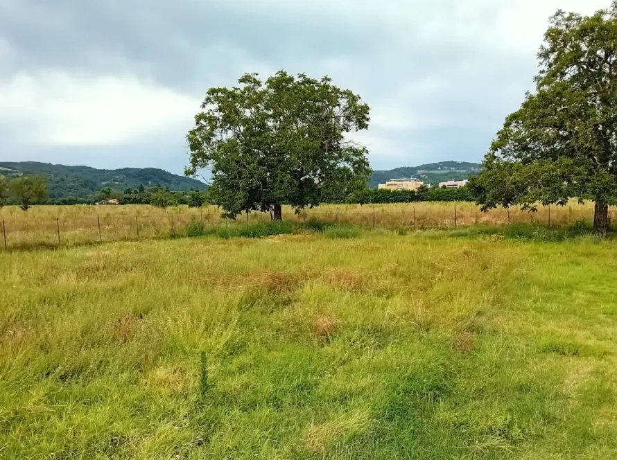 agroforestazione partecipata