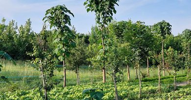 agroforestazione