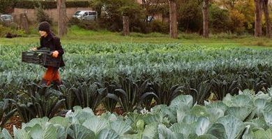 Agricoltura rigenerativa e produttori AOR