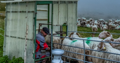 pastoralismo