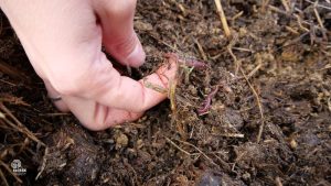 vermicompostaggio con vinaccia e scarti di potature