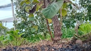 biochar e tè di compost