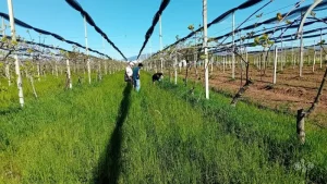 pratiche agroecologiche e rigenerative