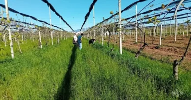 pratiche agroecologiche e rigenerative