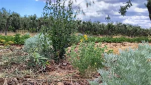 podcast agroecologia