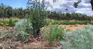podcast agroecologia