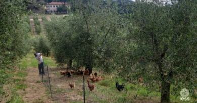 pascolamento avicolo