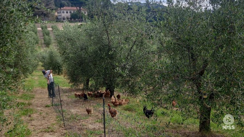 pascolamento avicolo