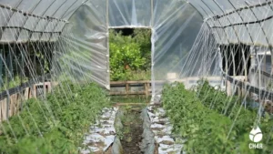 biochar