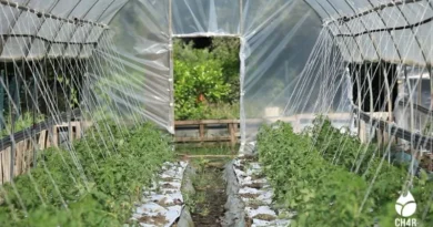 biochar