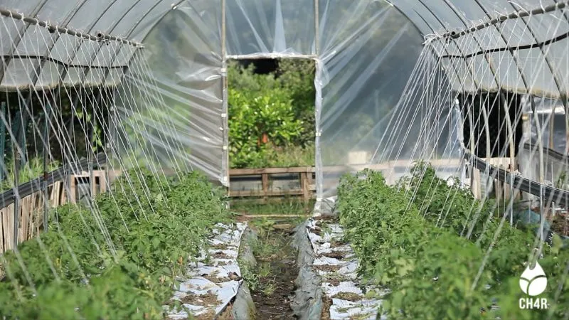 biochar