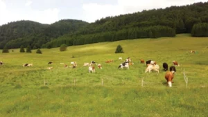 pascolamento razionale voisin