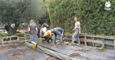 biochar
