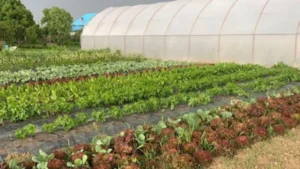 csa e partenariati agroecologici