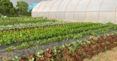 csa e partenariati agroecologici
