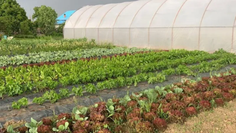 csa e partenariati agroecologici